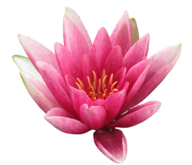 Pink waterlily blossom isolated on transparent background, close-up. Lotus bloom. High resolution image. Beautiful water blossom. Copy space. Isolated object.
