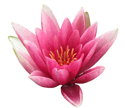 Pink waterlily blossom isolated on transparent background, close-up. Lotus bloom. High resolution image. Beautiful water blossom. Copy space. Isolated object.