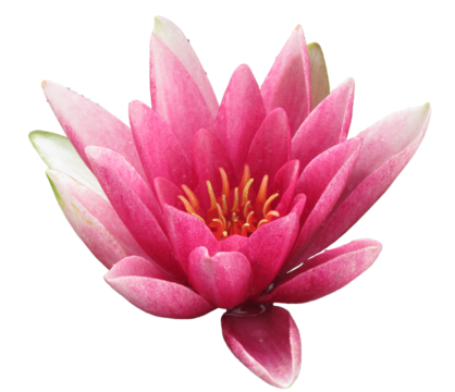 Pink waterlily blossom isolated on transparent background, close-up. Lotus bloom. High resolution image. Beautiful water blossom. Copy space. Isolated object.