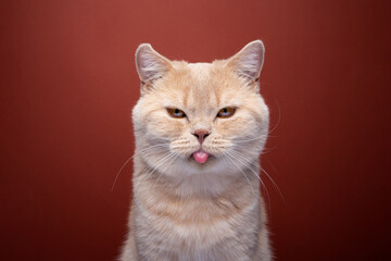 angry ginger british shorthair cat portrait on red background sticking out tongue making funny...