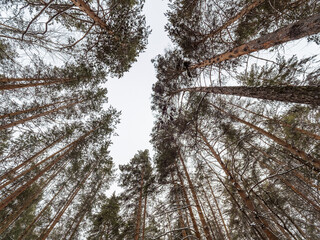 Pine trunks in winter forest on a cloudy day