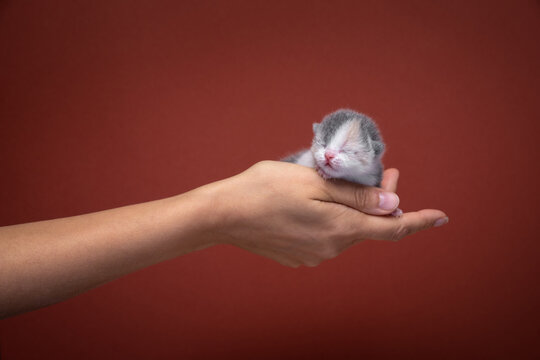 female hand holding newborn kitten on red background with copy space