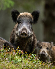 Wild boar with piglets in the forest - 530904908