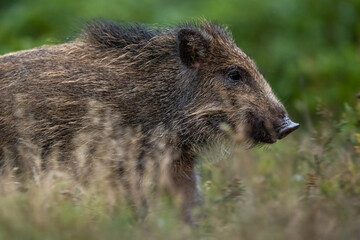 Wild boar piglet closeup in the field