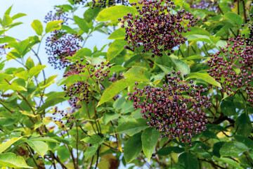 Ripe berries of black elderberry (Sambucus nigra) in autumn garden.
