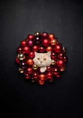 funny christmas cat portrait with red bauble wreath and tinsel decoration
