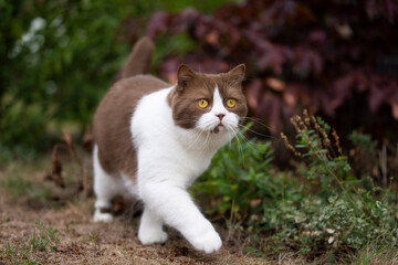 Naklejka na ściany i meble white brown british shorthair cat walking outdoors in garden