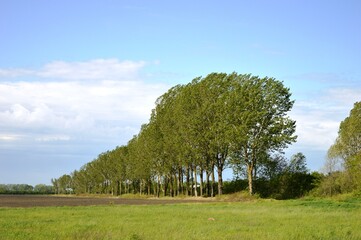 beautiful tree line in the plain