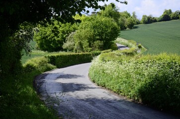 Curvy road in England with green trees and meadow. Nature green landscape rural country road in UK countryside.