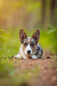 Happy corgi dog puppy laying on the ground in forest. Portrait of beautiful purebred blue merle cardigan welsh corgi puppy.