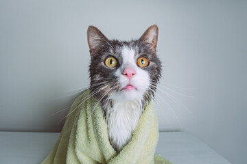 Funny wet domestic cat under the towel after shower. Pet hygiene concept. Wet cat.