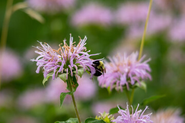 Fototapeta premium Bee-balm (Monarda fistulosa) with a Bee necturing