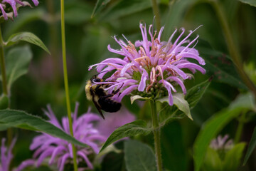 Bee-balm (Monarda fistulosa) with a Bee necturing