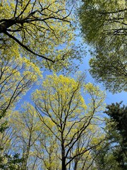 Fresh green forest