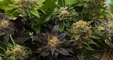 Different types of cannabis flowers together