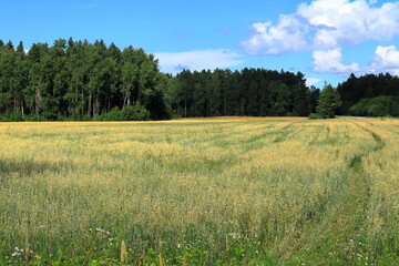 Fototapeta premium Summer meadows. Large field with grain or crops. Near Skara, Sweden, 2022.