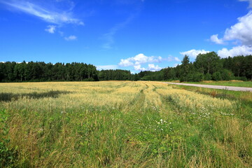 Summer meadows. Large field with grain or crops. Near Skara, Sweden, 2022.