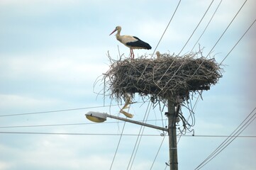 one stork in the nest
