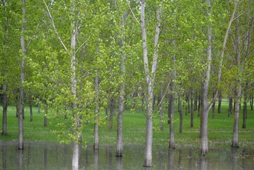 the river spilled over the birch forest, reflection 