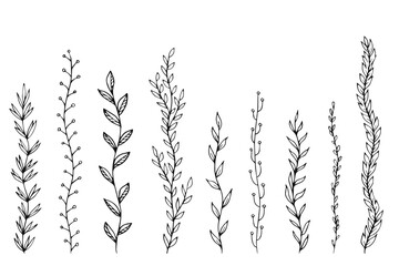 Leafs plants hand draw vector. Drawing beautiful  creeper leaf, decorative set