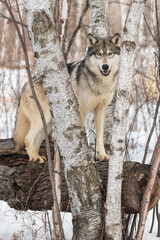 Grey Wolf (Canis lupus) Looks Out Between Birch Trees on Log Winter
