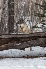 Naklejka premium Grey Wolf (Canis lupus) Leaps to Get Over Log Winter