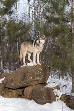 Grey Wolf (Canis lupus) Stands Tall Atop Rock Pile Winter