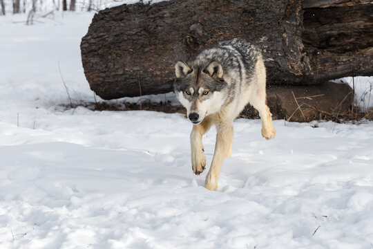 Grey Wolf (Canis lupus) Trots Away From Log Winter
