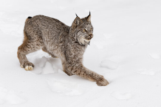 Canadian Lynx (Lynx canadensis) Stops One Leg Extended Winter