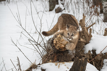 Cougar (Puma concolor) Sharpens Claws on End of Log Winter