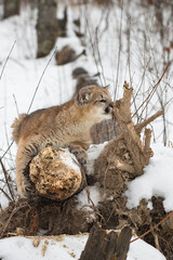 Cougar (Puma concolor) Sniffs at Branch While Sharpening Claws Winter