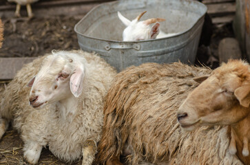 Sleeping rams and a white goat in a metal bath