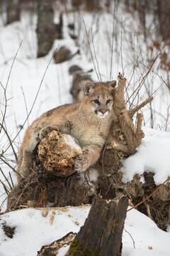 Cougar (Puma concolor) Rests Head Against Branch While Sharpening Claws Winter