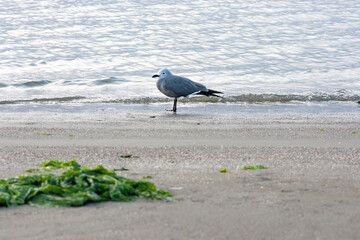 Flamingos heron seagull Birds at beach Paracas natural reservation park Ica Peru