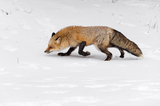 Red Fox (Vulpes vulpes) Trots Left Head Down Winter