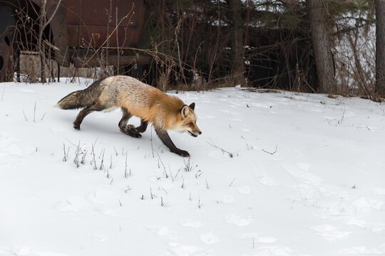 Red Fox (Vulpes vulpes) Trots Down Embankment Away From Old Truck in Woods Winter