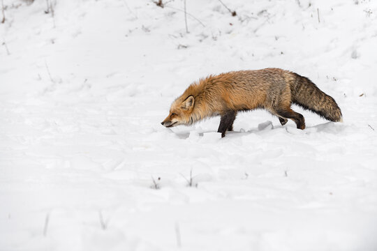 Red Fox (Vulpes vulpes) Stalk Left Head Down Winter
