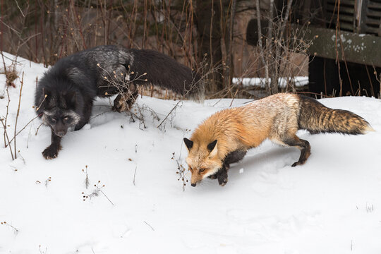 Silver and Red Fox (Vulpes vulpes) by Old Truck in Woods Winter