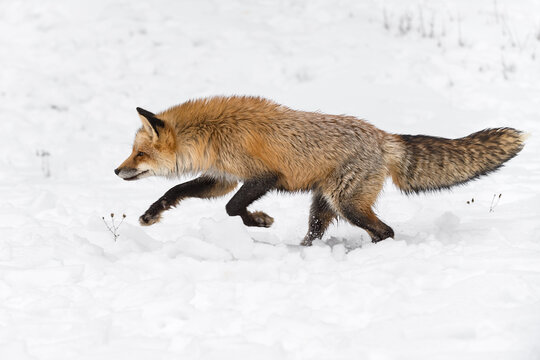 Red Fox (Vulpes vulpes) Runs Left Front Paws Up Winter