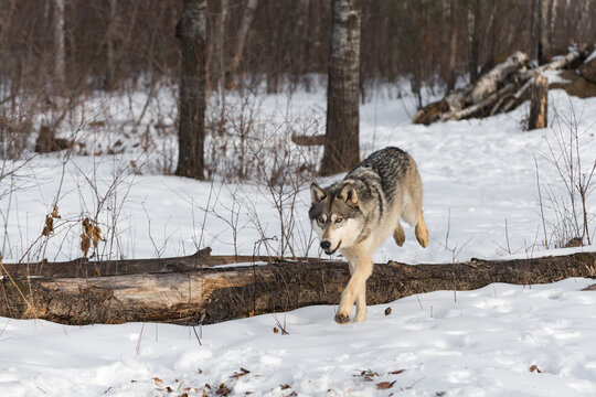 Grey Wolf (Canis lupus) Hops Over Log Back Legs Up Winter