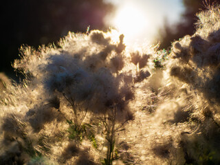 Thistle flowers with fluffy seeds on the meadow. Evening light, beautiful sunset, neutral colors. Natural trend background, website banner