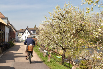 Cyclist with a white dog in a basket cycles on the dike with flowering fruit trees along the river...