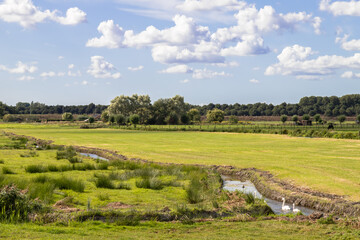 Fototapeta na wymiar Swans in the Dutch polder landscape.