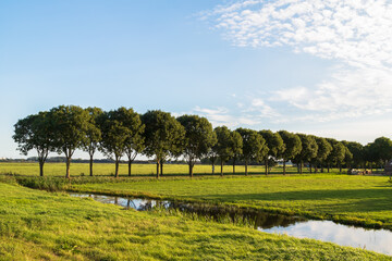 Row of trees in the polder landscape in Eemland. - obrazy, fototapety, plakaty