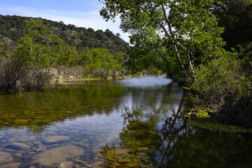 Fototapeta na wymiar Trees along Santa Ynez River