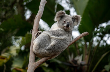 Koala ( Phascolarctos cinereus) © Tara