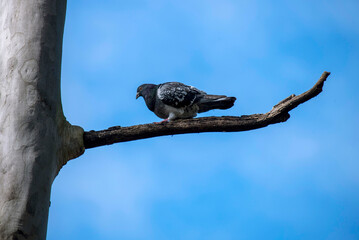 Rock Pigeon (Columba livia)
