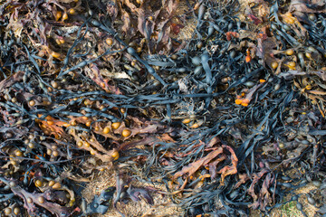 Natural pattern. Black and orange seaweeds. France