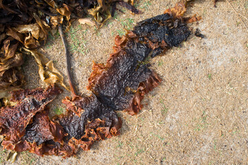 Seaweed drying on a sandy terrain. Outdoors