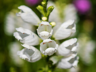 Physostegia is a genus of perennial plants of the Lamiaceae family